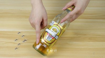 ​夏天驱蚊虫，只需用啤酒搭配白糖，家中蚊子全跑光，比蚊香还好用