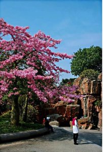 ​异木棉～姹紫嫣红耀人眼，浓淡相宜映兰天