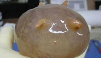 猪很长见，但是被称为“渤海河神”的海猪你们见过吗？