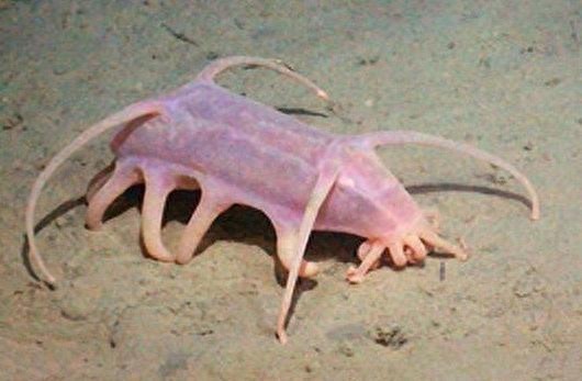 猪很长见，但是被称为“渤海河神”的海猪你们见过吗？