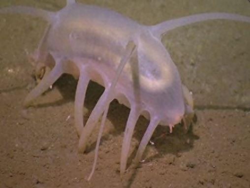 猪很长见，但是被称为“渤海河神”的海猪你们见过吗？