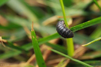 ​每日一虫｜鼠妇（西瓜虫）