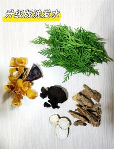 ​自制洗发水也能这么有效？侧柏叶秘籍，告别科技与狠活