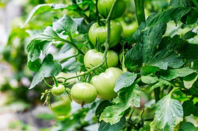 ​甲基硫菌灵：能防治180多种病害的老牌杀菌剂，用好了还是传奇