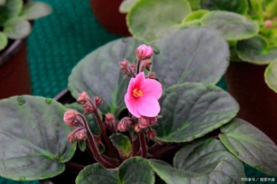 ​18种超级耐阴的花，没光也能养爆盆，客厅阳台轻松养