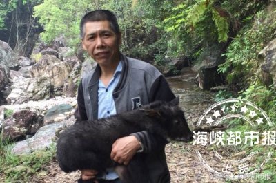 ​被救下的“小怪兽” 原来是苏门羚