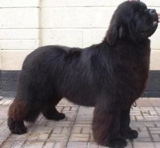 ​每日一犬---纽芬兰犬