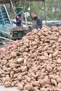 ​郧阳：农民制作红薯淀粉忙