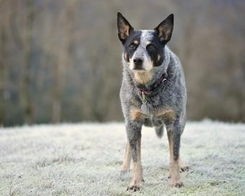 牧羊犬你们见过，但是你们见过牧牛犬吗？