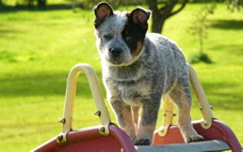 牧羊犬你们见过，但是你们见过牧牛犬吗？