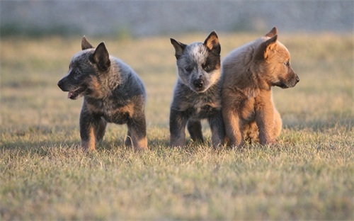 牧羊犬你们见过，但是你们见过牧牛犬吗？