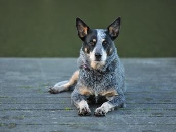 牧羊犬你们见过，但是你们见过牧牛犬吗？
