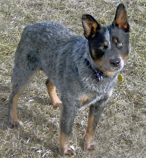 牧羊犬你们见过，但是你们见过牧牛犬吗？