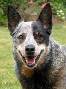 牧羊犬你们见过，但是你们见过牧牛犬吗？