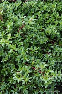 ​马齿苋的做法与禁忌