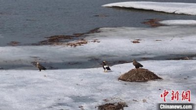 ​今年首批候鸟北归抵达兴凯湖 监测到珍稀鸟类虎头海雕