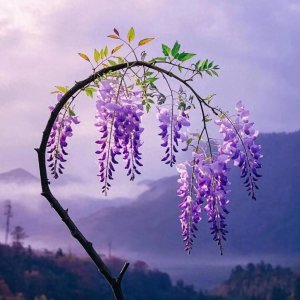 ​女人对你已经上瘾的信号：一种行为