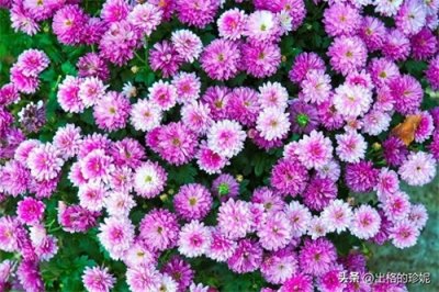 ​按颜色分类的菊花的象征意义和各地的文化意义