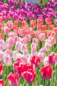 ​郁金香的花语与寓意：爱的宣言、心灵之美和繁荣与繁华