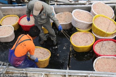 ​江苏灌云：毛虾收获忙