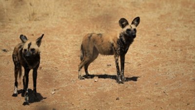 ​1991年神秘打狗队现身，我国18万只狗消失，只因苏联一个要求