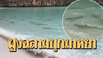 ​玛雅湾关闭4个月生态恢复良好 现乌翅真鲨群景观