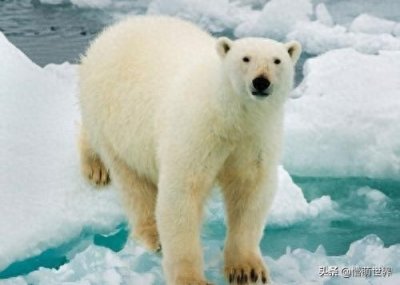 ​北方之王：北极熊，其实地方之王也有很多我们看不到的艰难