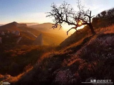 ​镜头之下，百态生灵：国家地理杂志摄影作品的奇幻之旅