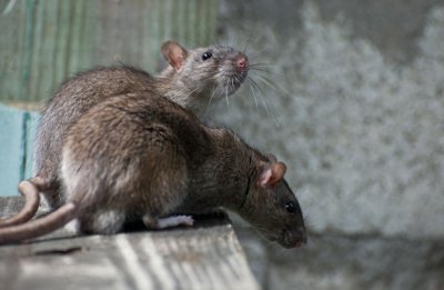 ​女生被老鼠咬后反咬一口报仇 室友：老鼠头上有牙印 后就医打了针