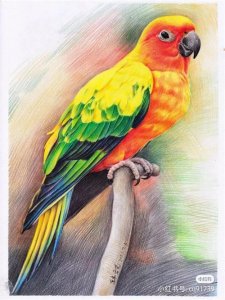 ​彩铅绘画素材—身披彩翼，心有灵犀一点通，五彩斑斓的鸟儿彩铅画