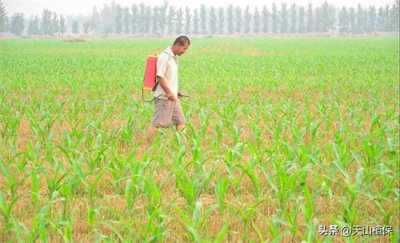 ​高产玉米如何高效施肥