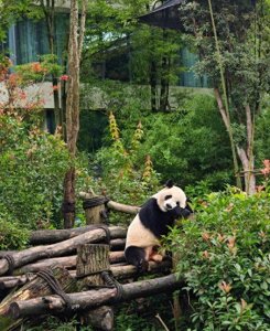 ​四川旅游攻略必去景点，四川跟团五日游热门线路推荐，预算分析