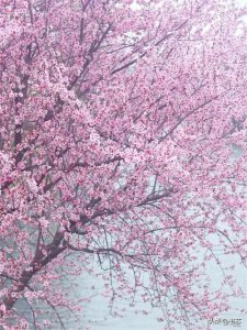 ​美人梅盛开的盛况