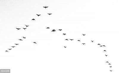 ​古代诗词中雁奴指什么？