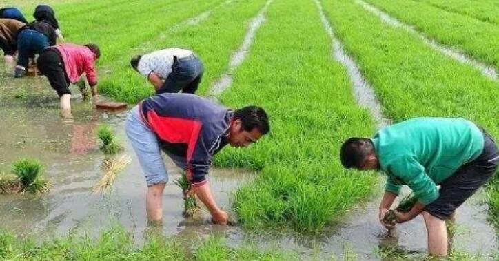 上山下乡时间，上山下乡是哪一年开始到哪一年结束